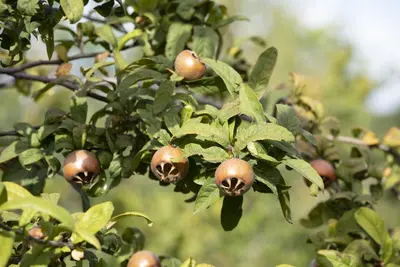 Mespilus germanica (Mispel) fruitplant 150cm - afbeelding 11