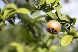 Mespilus germanica (Mispel) fruitplant 150cm - afbeelding 12