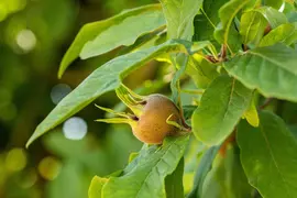 Mespilus germanica (Mispel) fruitplant 150cm - afbeelding 13