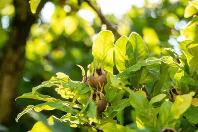Mespilus germanica (Mispel) fruitplant 150cm - afbeelding 14