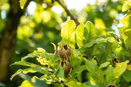Mespilus germanica (Mispel) fruitplant 150cm - afbeelding 14