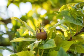 Mespilus germanica (Mispel) fruitplant 150cm - afbeelding 15