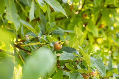Mespilus germanica (Mispel) fruitplant 150cm - afbeelding 17