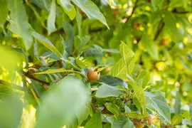 Mespilus germanica (Mispel) fruitplant 150cm - afbeelding 17