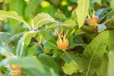 Mespilus germanica (Mispel) fruitplant 150cm - afbeelding 18