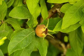 Mespilus germanica (Mispel) fruitplant 150cm - afbeelding 19