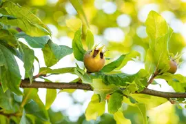 Mespilus germanica (Mispel) fruitplant 150cm - afbeelding 20