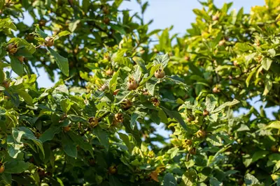 Mespilus germanica (Mispel) fruitplant 150cm - afbeelding 21