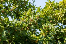 Mespilus germanica (Mispel) fruitplant 150cm - afbeelding 21