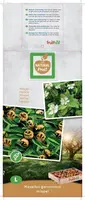 Mespilus germanica (Mispel) fruitplant 150cm - afbeelding 3