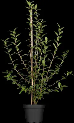 Mespilus germanica (Mispel) fruitplant 150cm - afbeelding 5