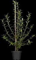 Mespilus germanica (Mispel) fruitplant 150cm - afbeelding 5