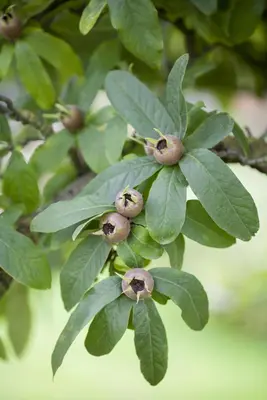 Mespilus germanica (Mispel) fruitplant 150cm - afbeelding 7