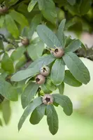 Mespilus germanica (Mispel) fruitplant 150cm - afbeelding 7