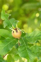 Mespilus germanica (Mispel) fruitplant 150cm - afbeelding 16