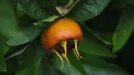 Mespilus germanica (Mispel) fruitplant 150cm - afbeelding 4
