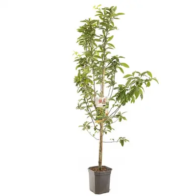 Mespilus germanica (Mispel) fruitplant 150cm - afbeelding 1