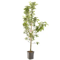Mespilus germanica (Mispel) fruitplant 150cm - afbeelding 1