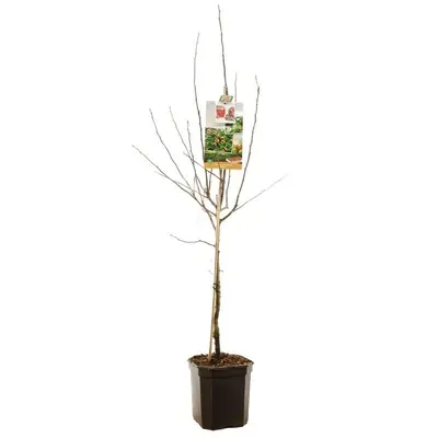 Mespilus germanica (Mispel) fruitplant 150cm - afbeelding 2