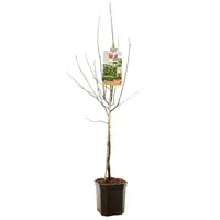 Mespilus germanica (Mispel) fruitplant 150cm - afbeelding 2