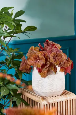 Mica Decorations bloempot camino steen 15x12.5cm taupe - afbeelding 4