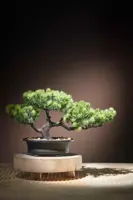 Mica Decorations kunstplant bonsai 21cm groen - afbeelding 2
