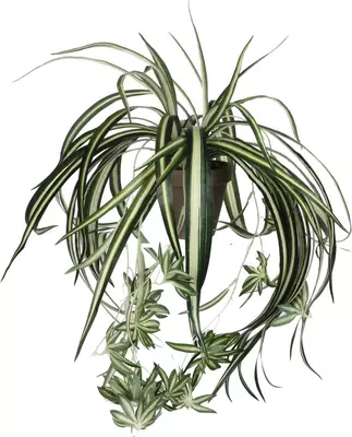 Mica Decorations kunstplant chlorophytum 45cm groen - afbeelding 2