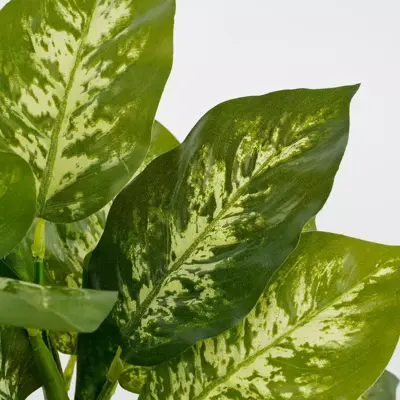 Mica Decorations kunstplant dieffenbachia 40cm groen - afbeelding 2