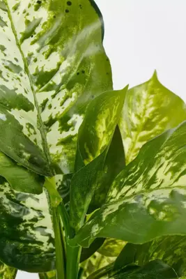 Mica Decorations kunstplant dieffenbachia 40cm groen - afbeelding 3