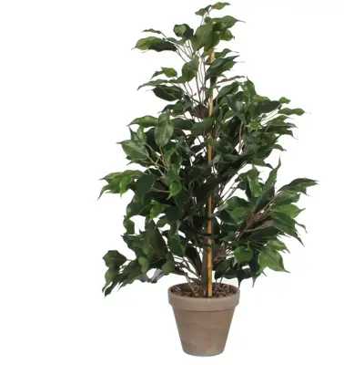 Mica Decorations kunstplant ficus exotica 65cm groen - afbeelding 2