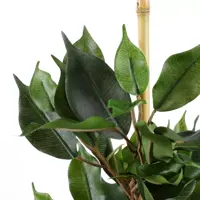 Mica Decorations kunstplant ficus exotica 65cm groen - afbeelding 5