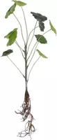 Mica Decorations kunstplant lotus 40cm groen kopen?
