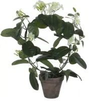 Mica Decorations kunstplant stephanotis 50cm wit - afbeelding 1