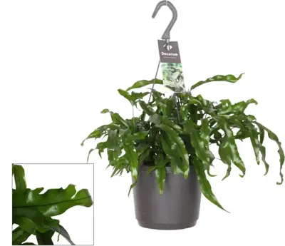 Microsorum diversifolium (Javavaren) 30cm - afbeelding 1