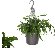 Microsorum diversifolium (Javavaren) 30cm - afbeelding 1