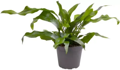Microsorum pteropus (Krokodillenvaren) 8cm - afbeelding 1