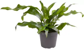 Microsorum pteropus (Krokodillenvaren) 8cm - afbeelding 1