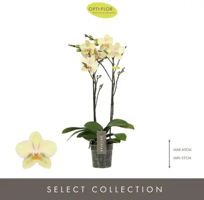 Midi-flora 2tak shakira - afbeelding 2