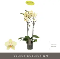 Midi-flora 2tak shakira - afbeelding 2
