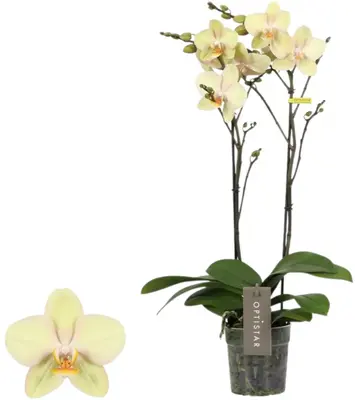 Midi-flora 2tak shakira - afbeelding 1