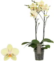 Midi-flora 2tak shakira - afbeelding 1