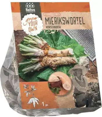 Mierikswortel 1 stuks - afbeelding 1