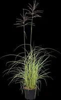 Miscanthus sinensis 'Flamingo' (Prachtriet 'Flamingo') - afbeelding 2