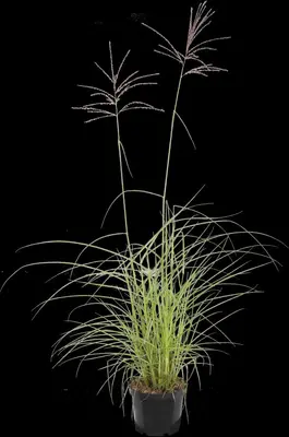 Miscanthus sinensis 'Flamingo' (Prachtriet 'Flamingo') - afbeelding 1