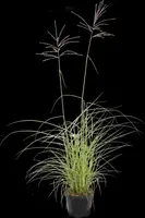 Miscanthus sinensis 'Flamingo' (Prachtriet 'Flamingo') - afbeelding 1