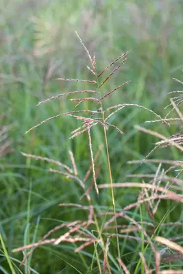 Miscanthus sinensis 'Flamingo' (Prachtriet 'Flamingo') - afbeelding 10
