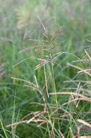 Miscanthus sinensis 'Flamingo' (Prachtriet 'Flamingo') - afbeelding 10