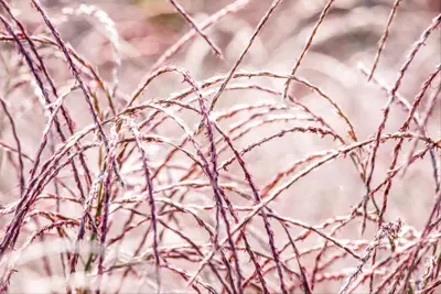 Miscanthus sinensis 'Flamingo' (Prachtriet 'Flamingo') - afbeelding 3