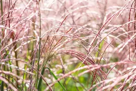 Miscanthus sinensis 'Flamingo' (Prachtriet 'Flamingo') - afbeelding 4