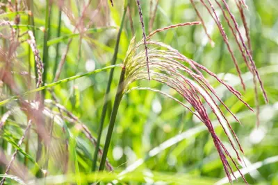 Miscanthus sinensis 'Flamingo' (Prachtriet 'Flamingo') - afbeelding 5